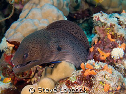 This is a moray. Relatively common. Frquently photographe... by Steve Laycock 